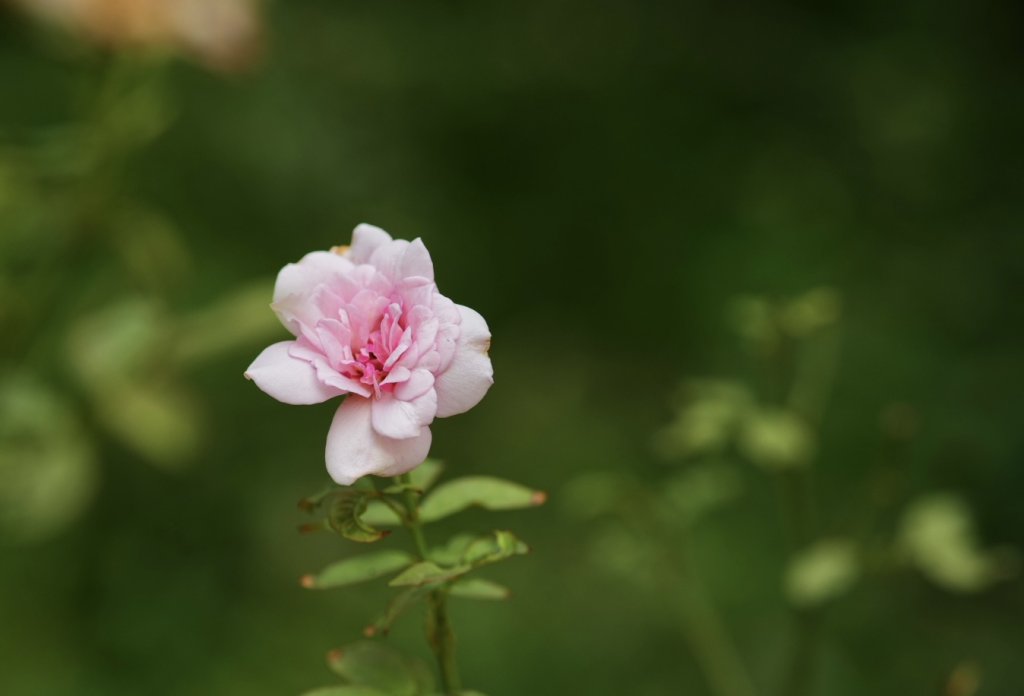preview_DL11050447.jpg