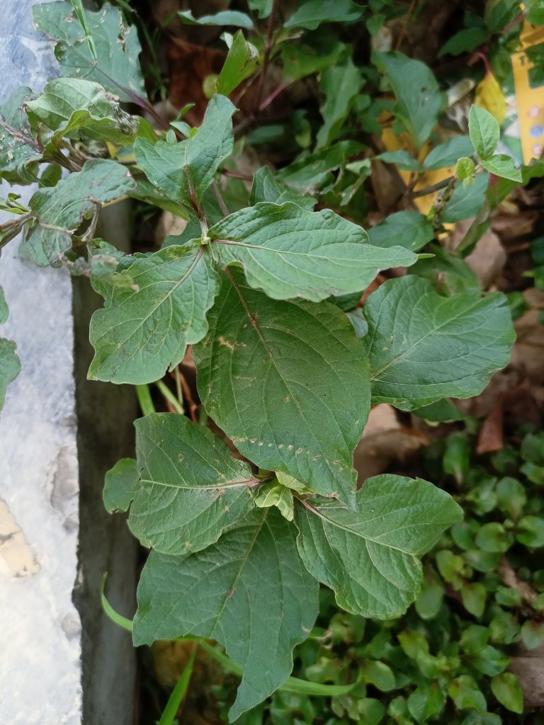 IMG20250530154253.jpg