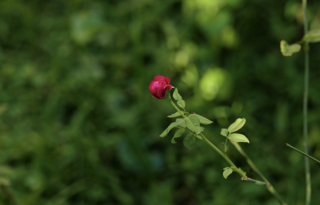 EC63E382-B040-45DC-8054-F2E7E6A28648.jpeg