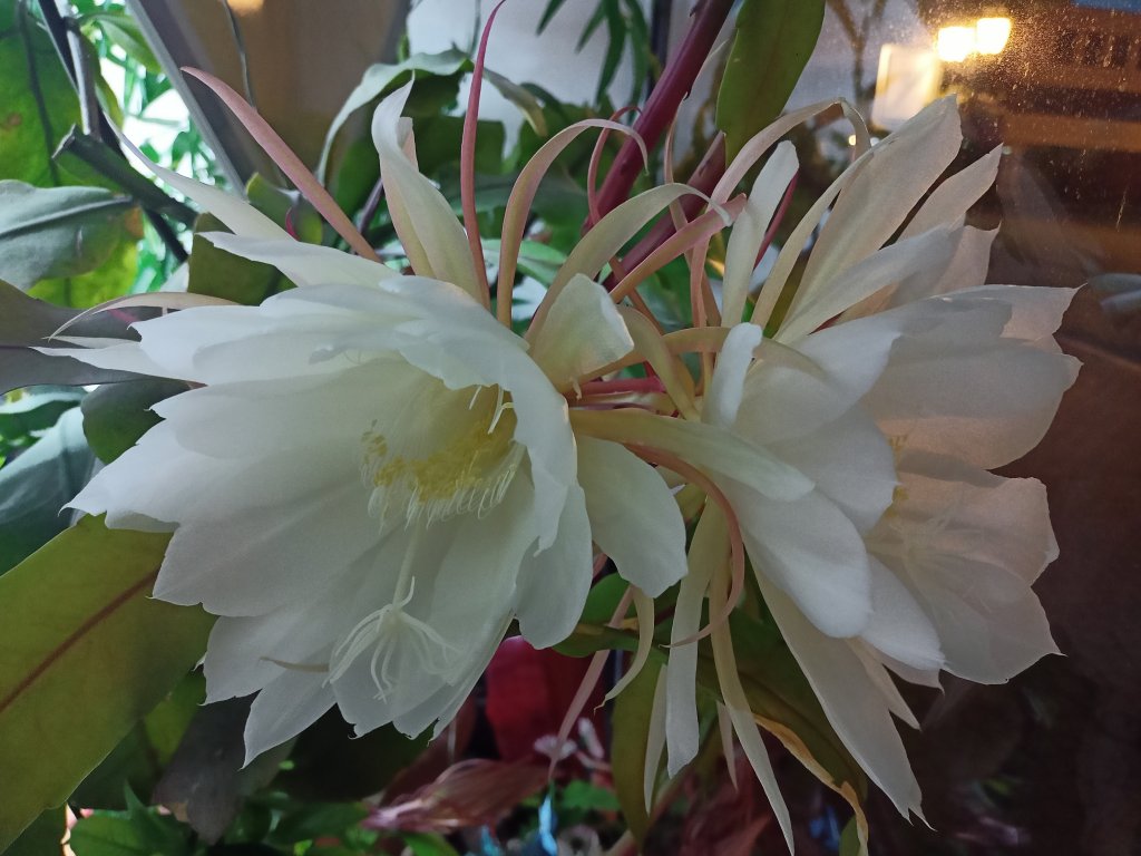 IMG20250808212446.jpg