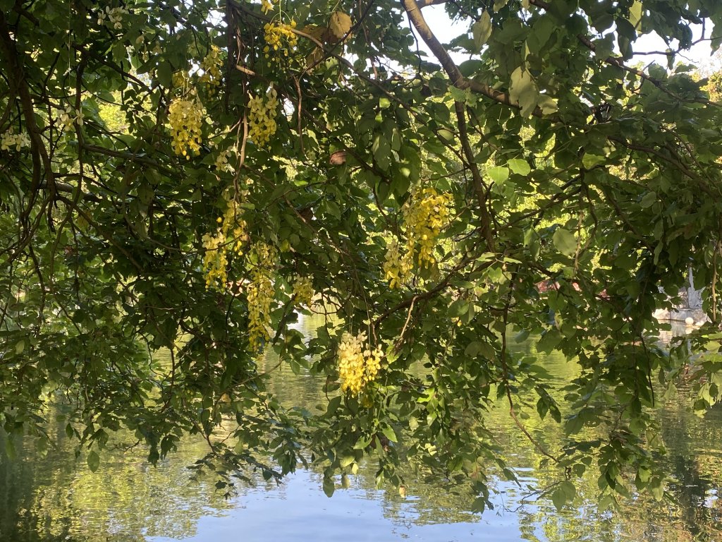IMG_1313.jpeg