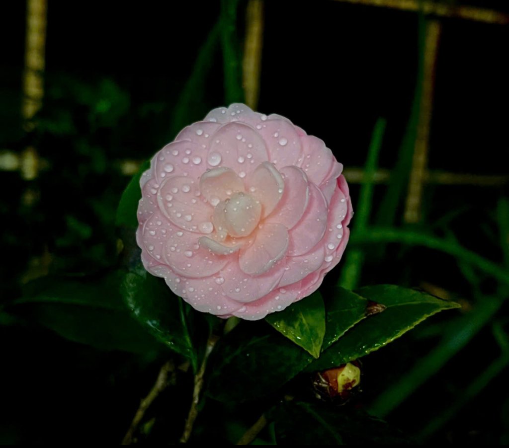 IMG_2501.jpeg