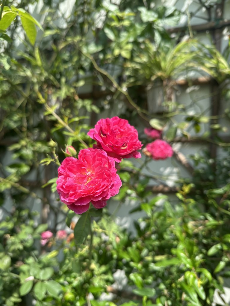 IMG_3068.jpeg