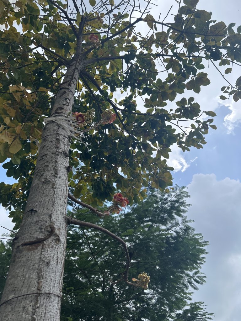 IMG_1146.jpeg
