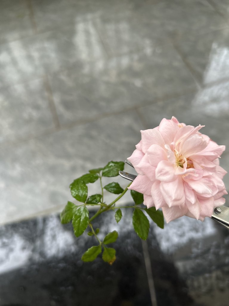 IMG_1152.jpeg