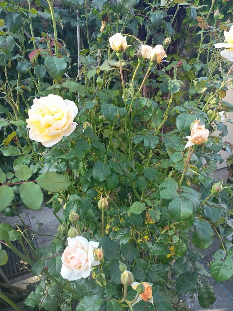 IMG20250810175937.jpg