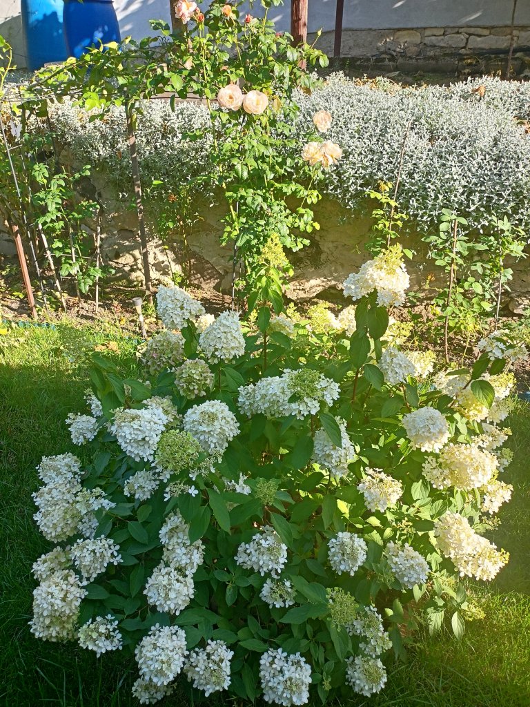 IMG20250810174557.jpg