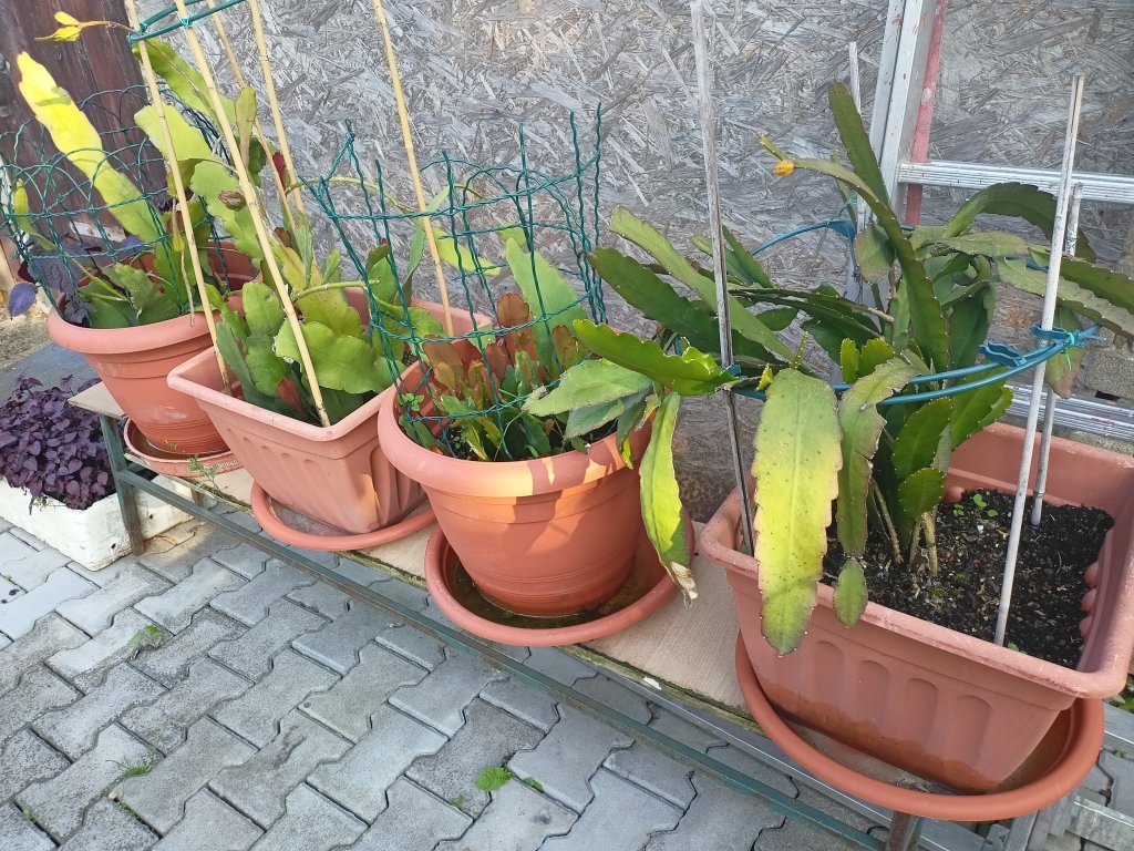 IMG20250810180911.jpg