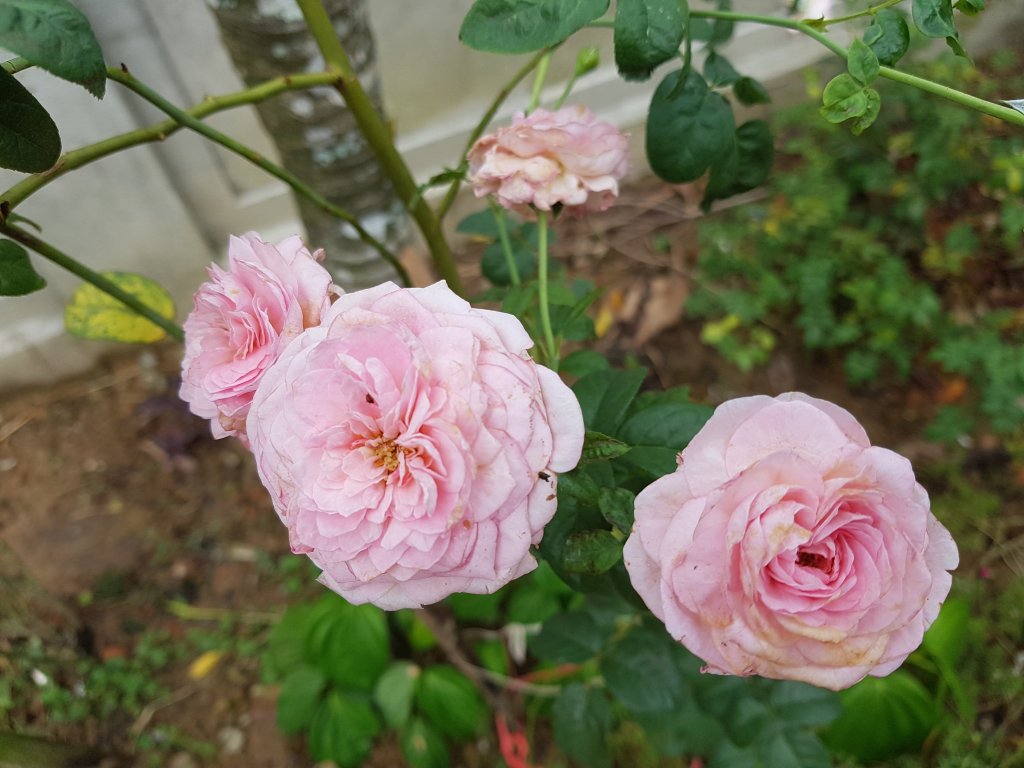 20180929_085436.jpg