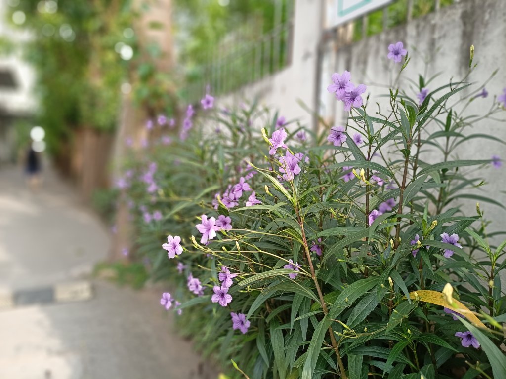 IMG20250812073313.jpg