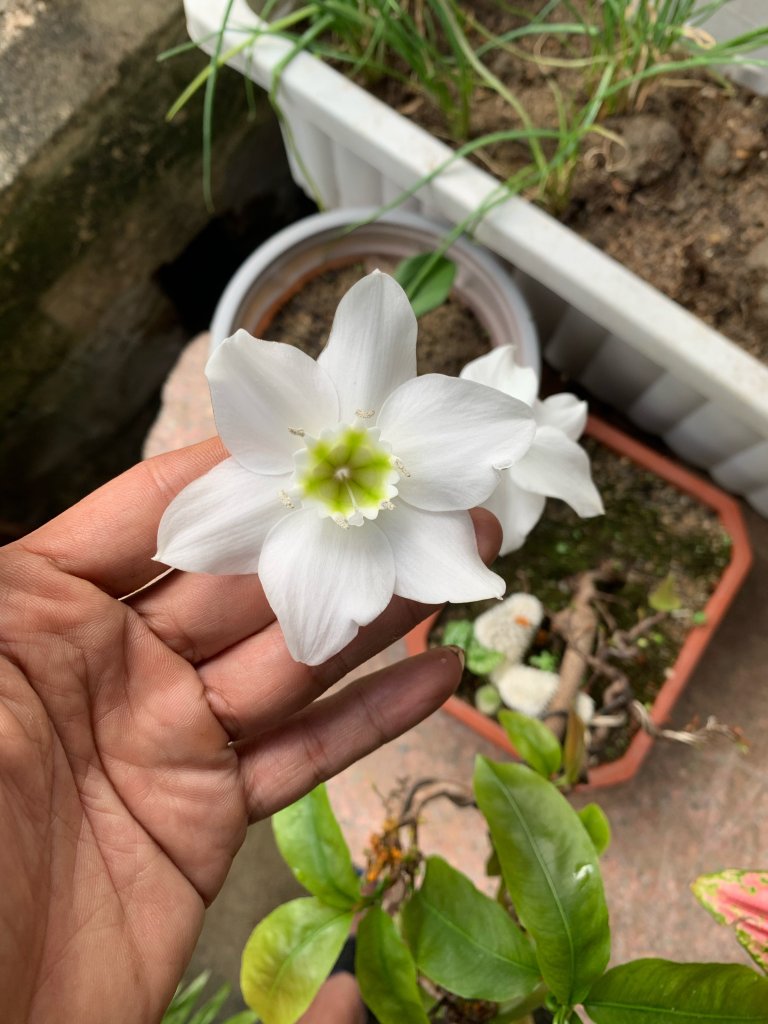 IMG_0542_Original.jpeg