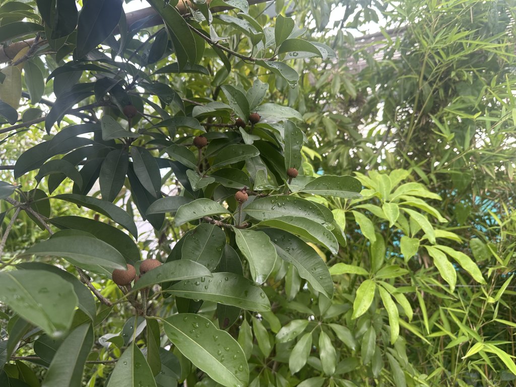IMG_3075.jpeg