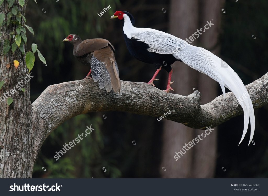 silver-pheasant.jpg