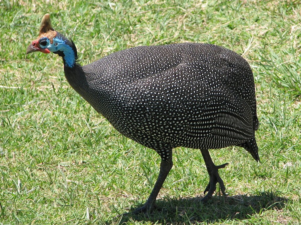 Guineafowl_RWD.jpg