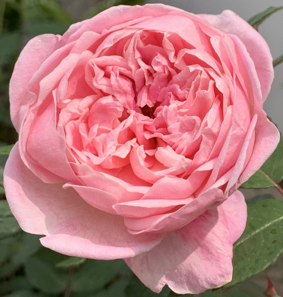 Rose.jpg