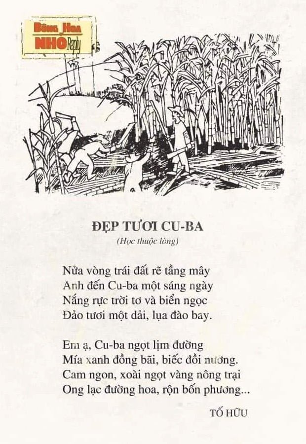 tu-cu-ba-dep-tuoi-cu-ba.jpg