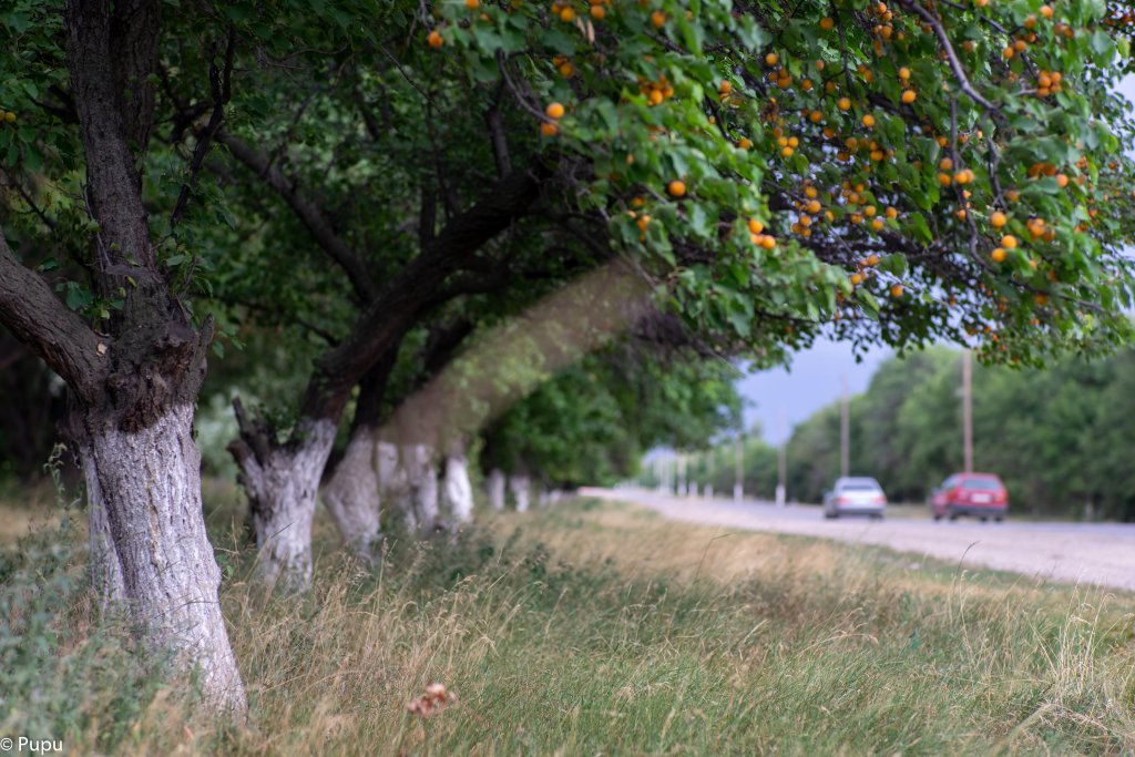_DSC0494.jpg