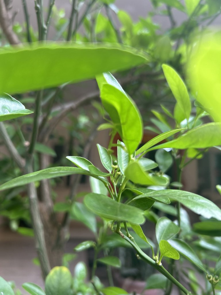 IMG_1285.jpeg