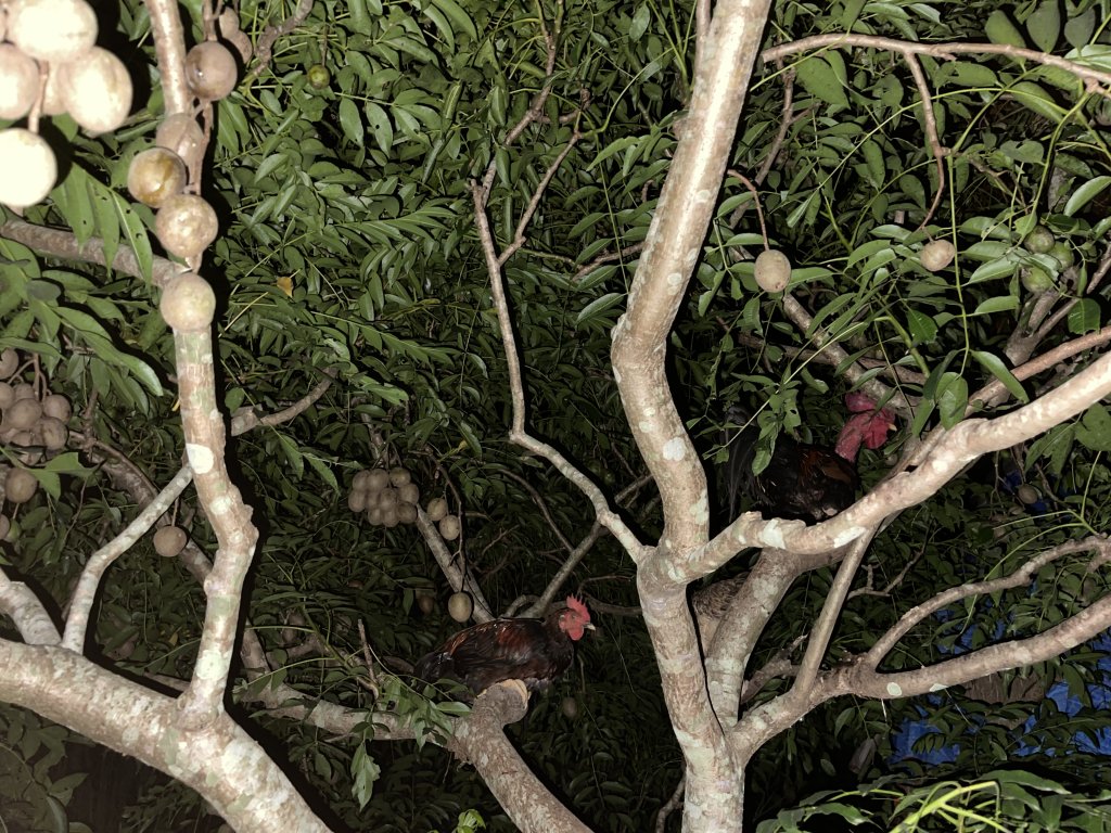 IMG_3878.jpeg