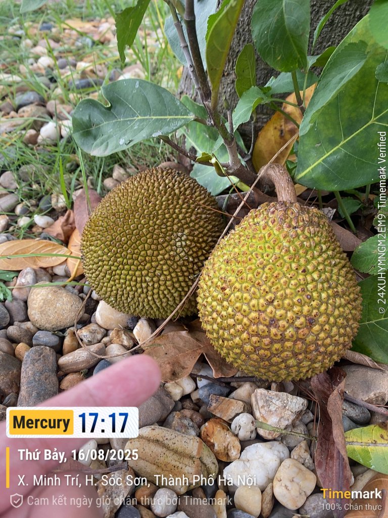 2025-08-16 17.17.02_X. Minh Trí_(Tiêu đề-Mercury).jpeg