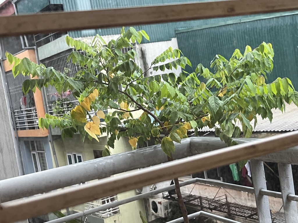 IMG_0907.jpeg