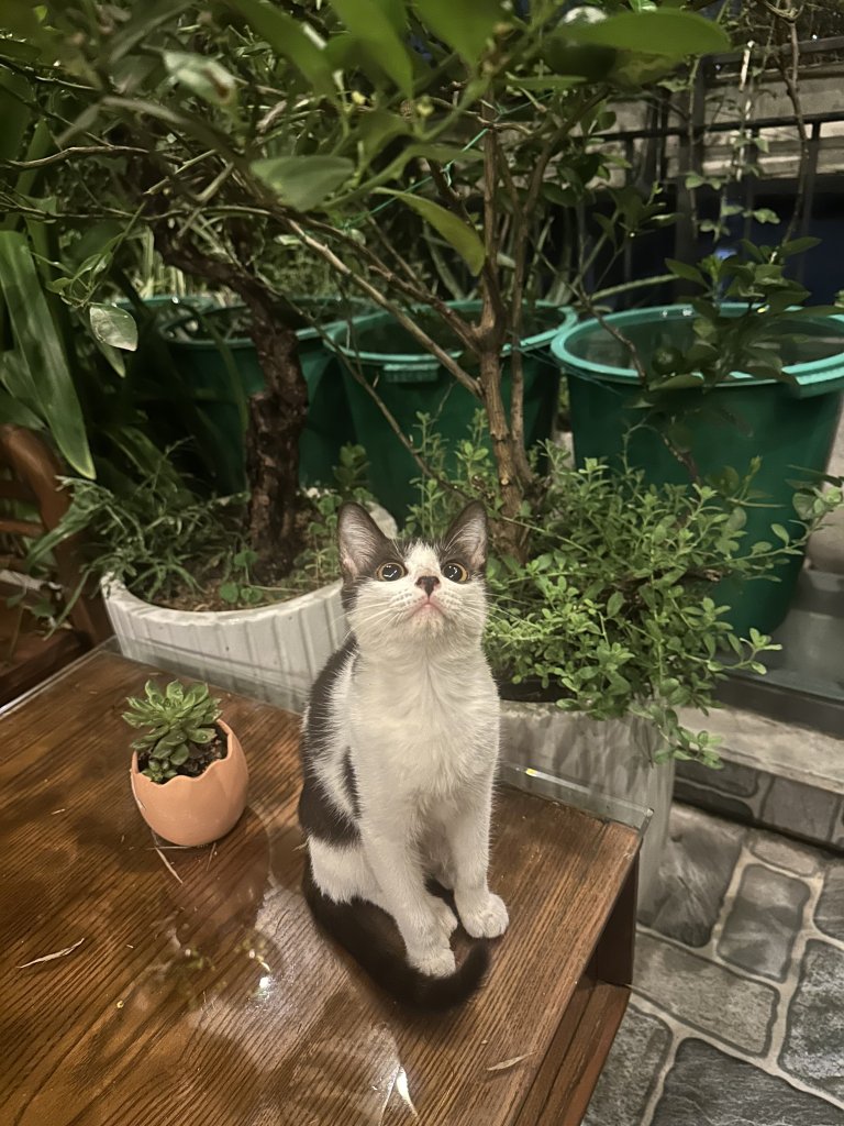 IMG_3269.jpeg