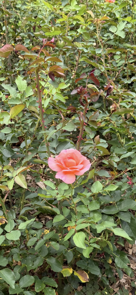 IMG_6133.png