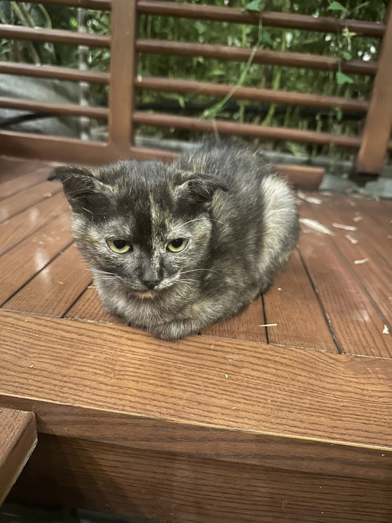 IMG_3265.jpeg