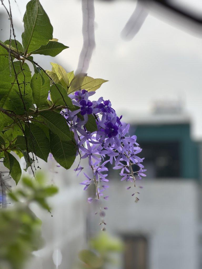 IMG_3381.jpeg