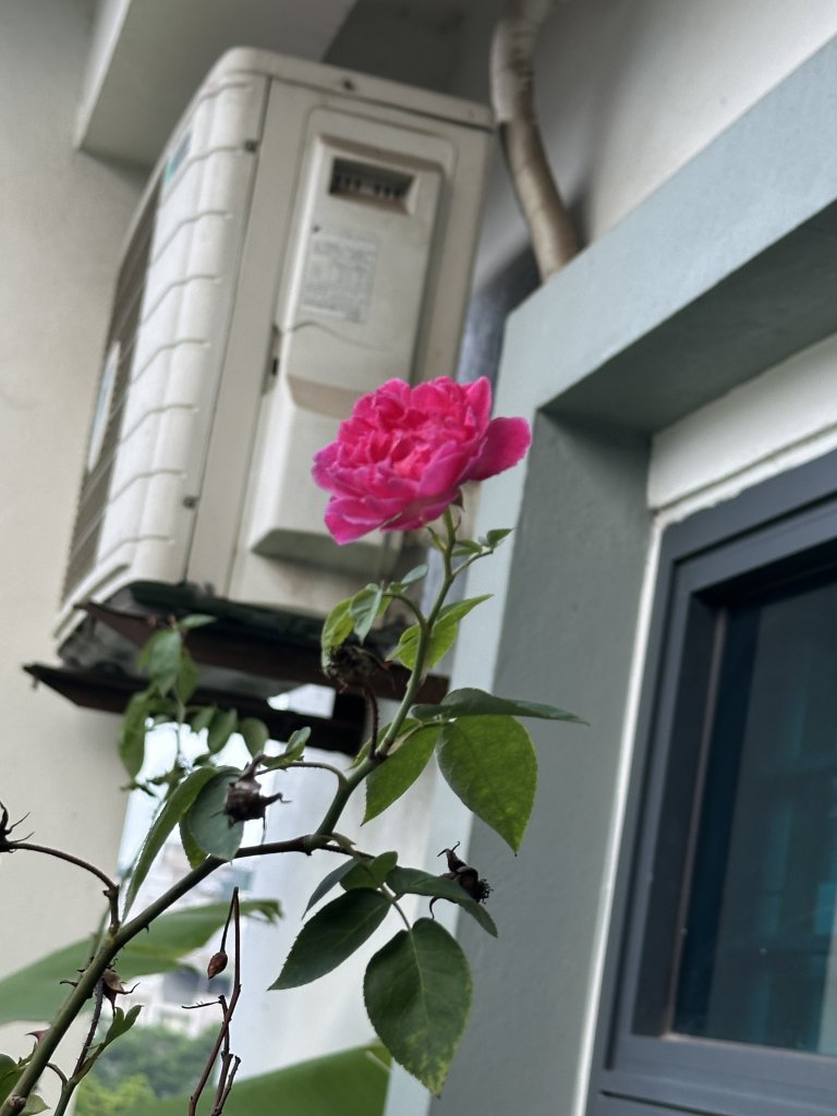 IMG_3384.jpeg
