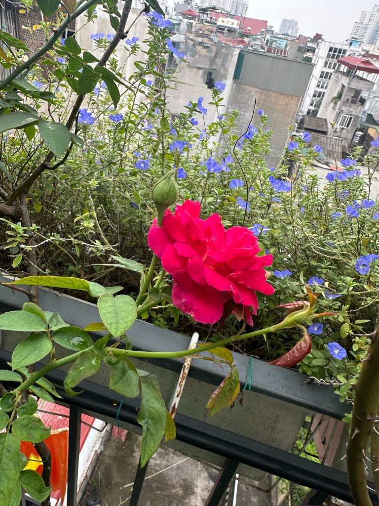 IMG_3429 Copy.jpeg