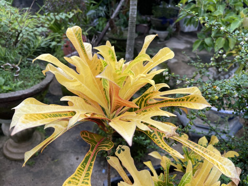 IMG_4145.jpeg