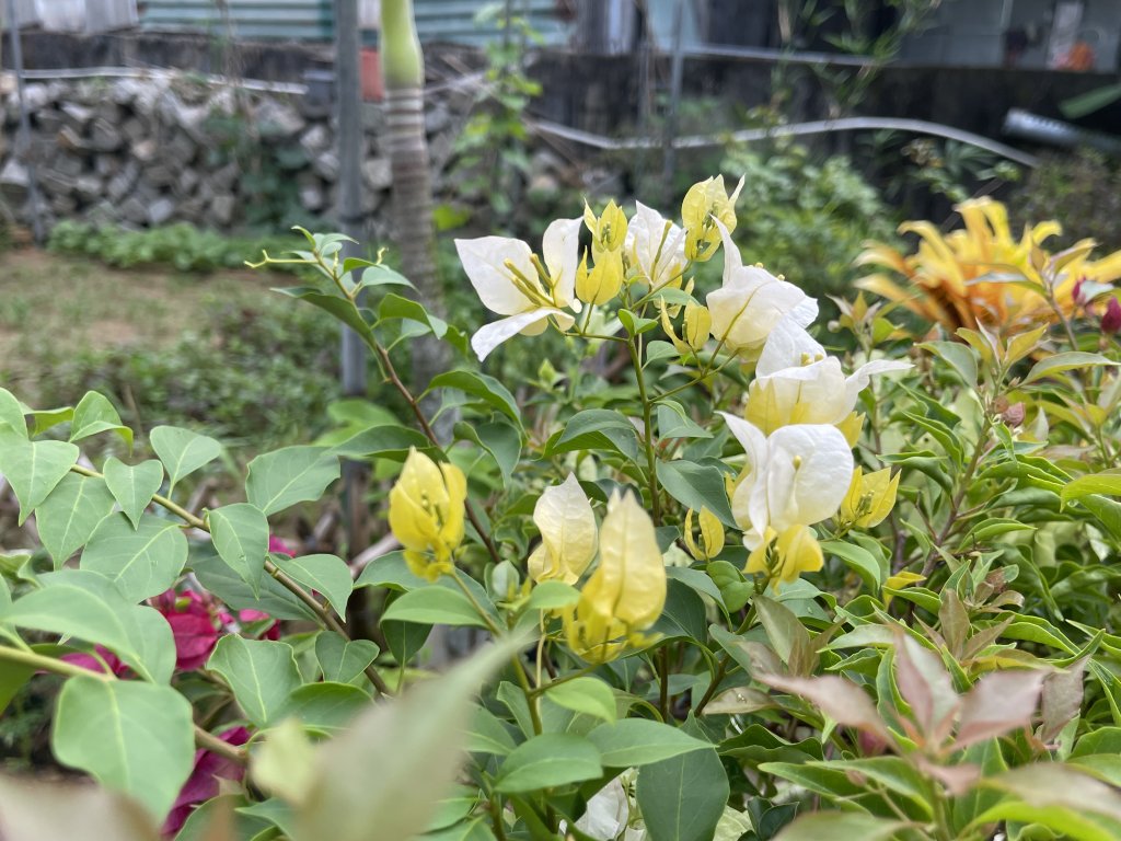 IMG_4144.jpeg