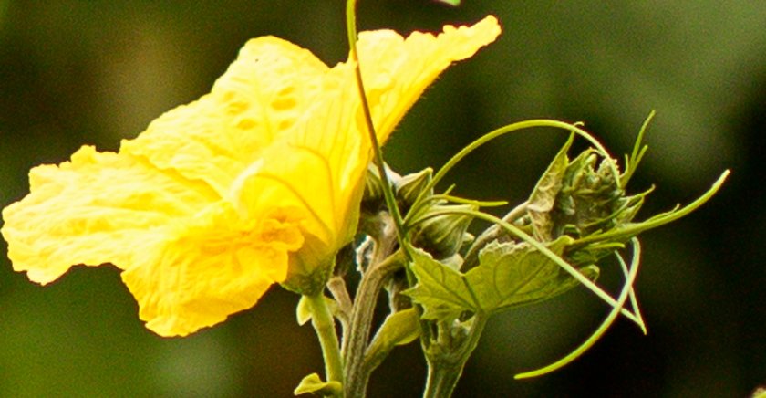 IMG_2055Crop.JPG