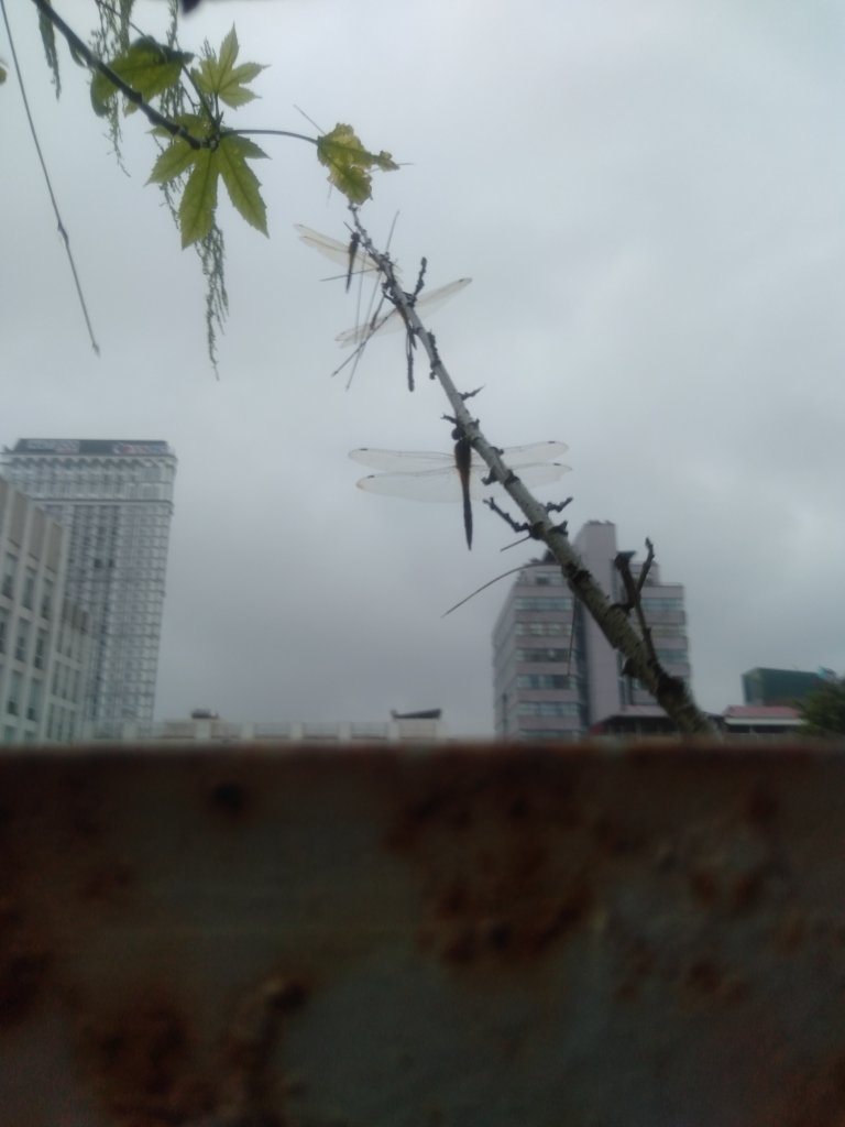 IMG20250827102657.jpg