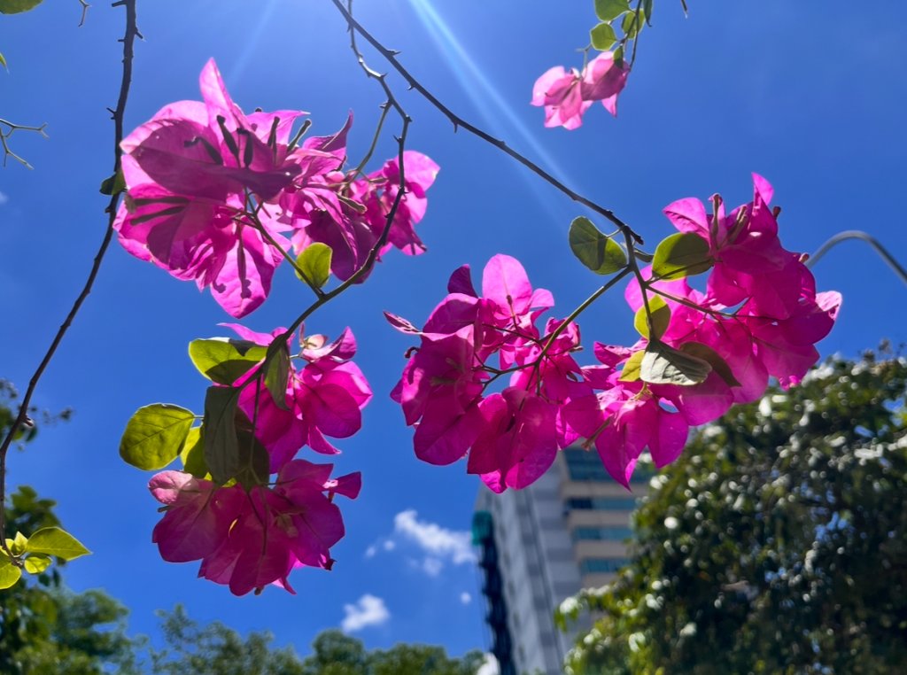 IMG_2962.jpeg