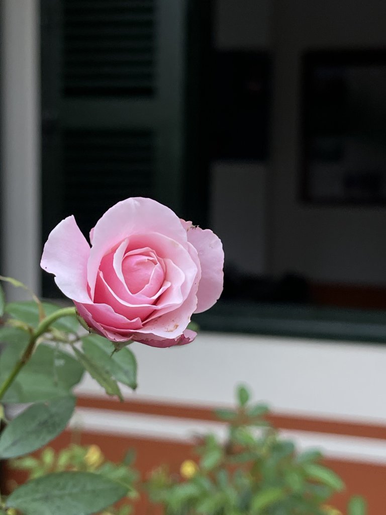 IMG_4496.jpeg