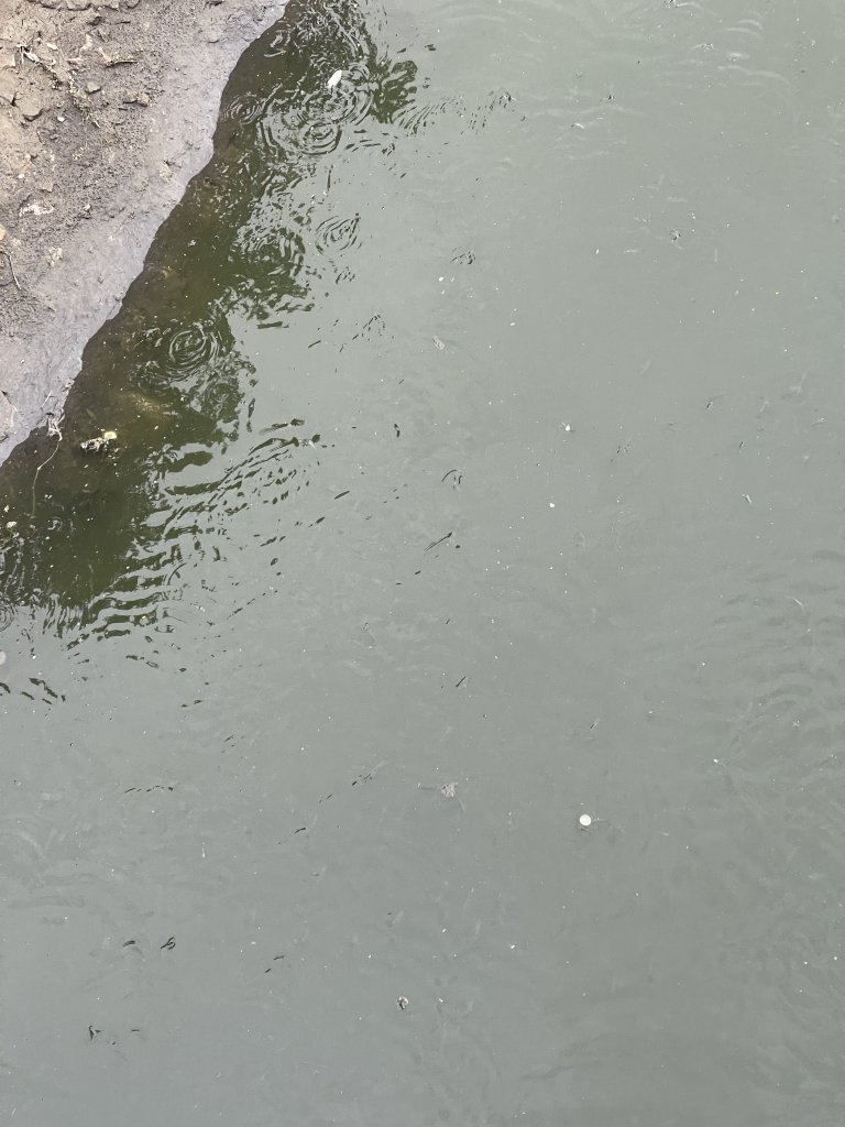 IMG_7981.jpeg