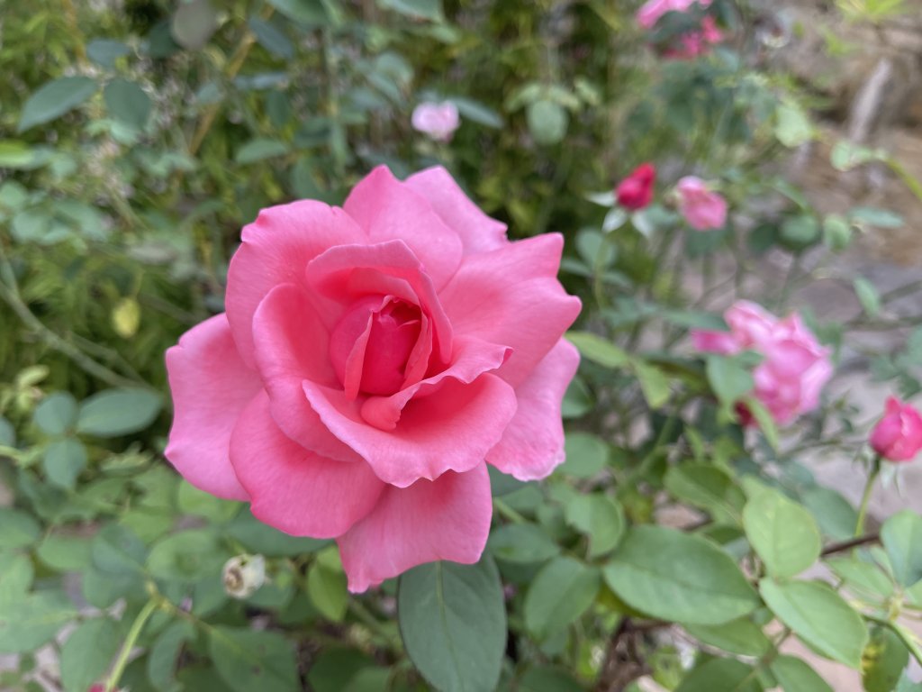 IMG_4503.jpeg