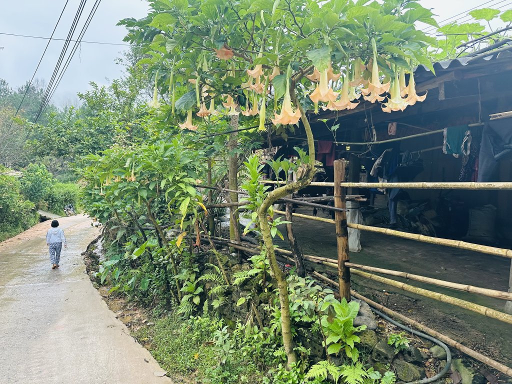 IMG_4526.jpeg