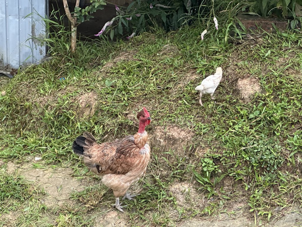 IMG_4498.jpeg