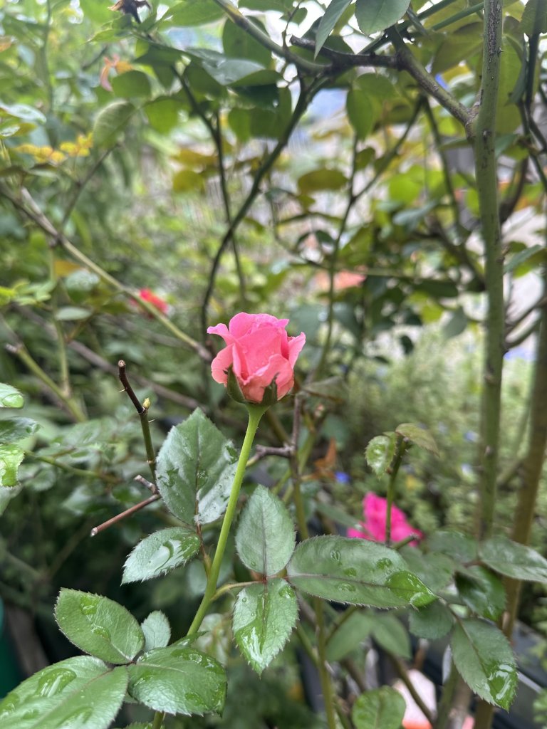 IMG_3697.jpeg
