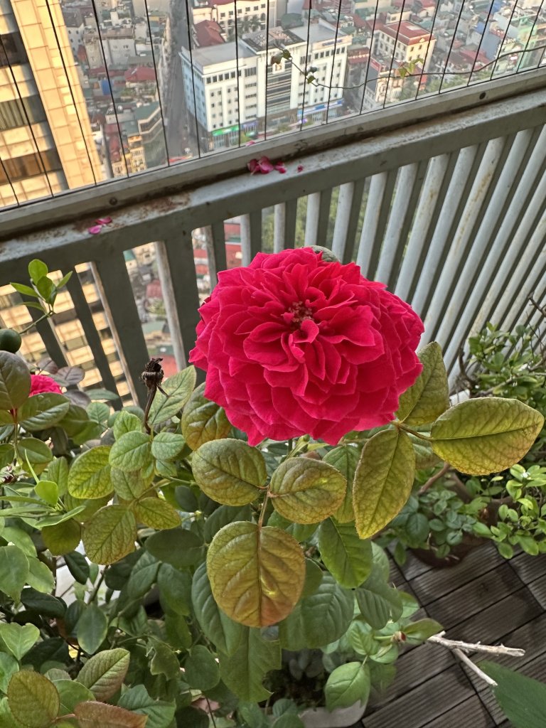 IMG_4883.jpeg