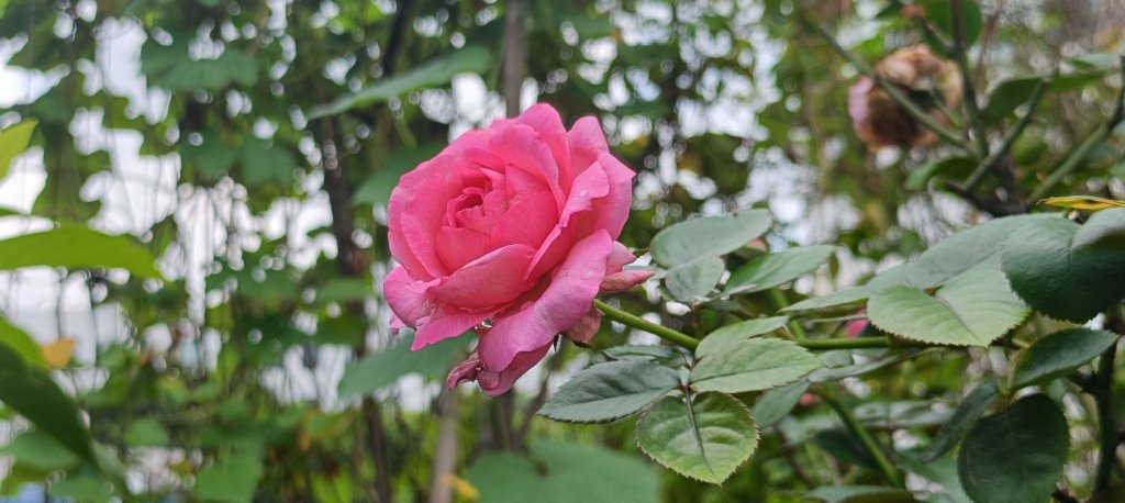 d8325010-677e-4b53-8d97-b658fb302136-1_all_26364.jpg