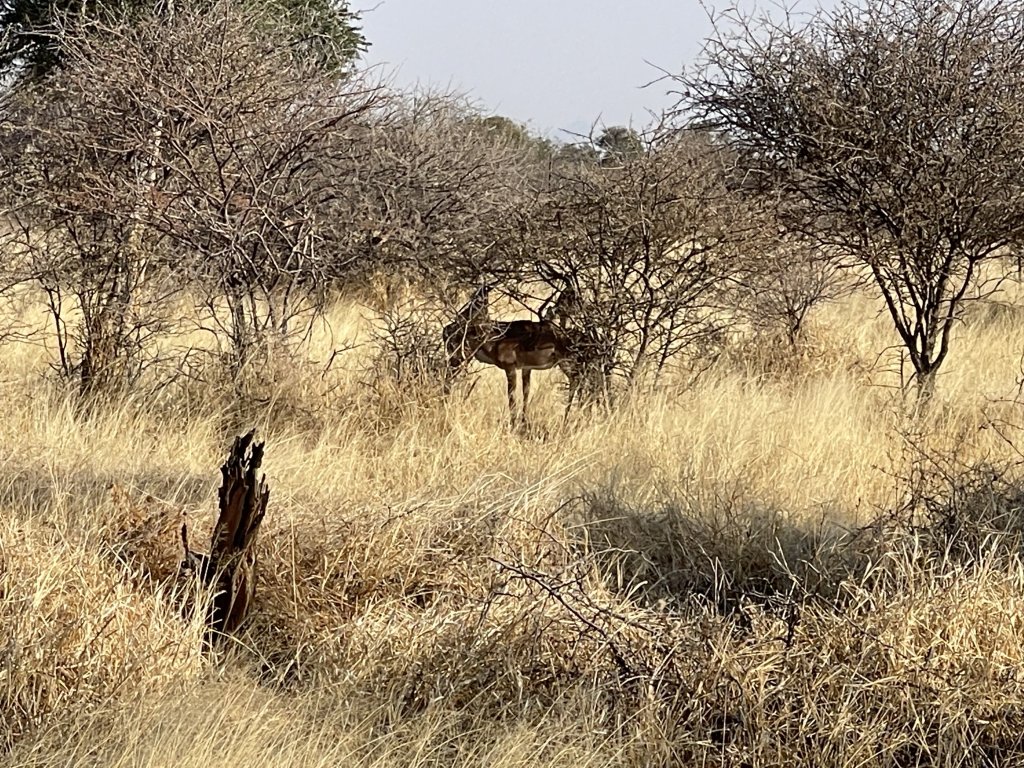 IMG_6066.jpeg