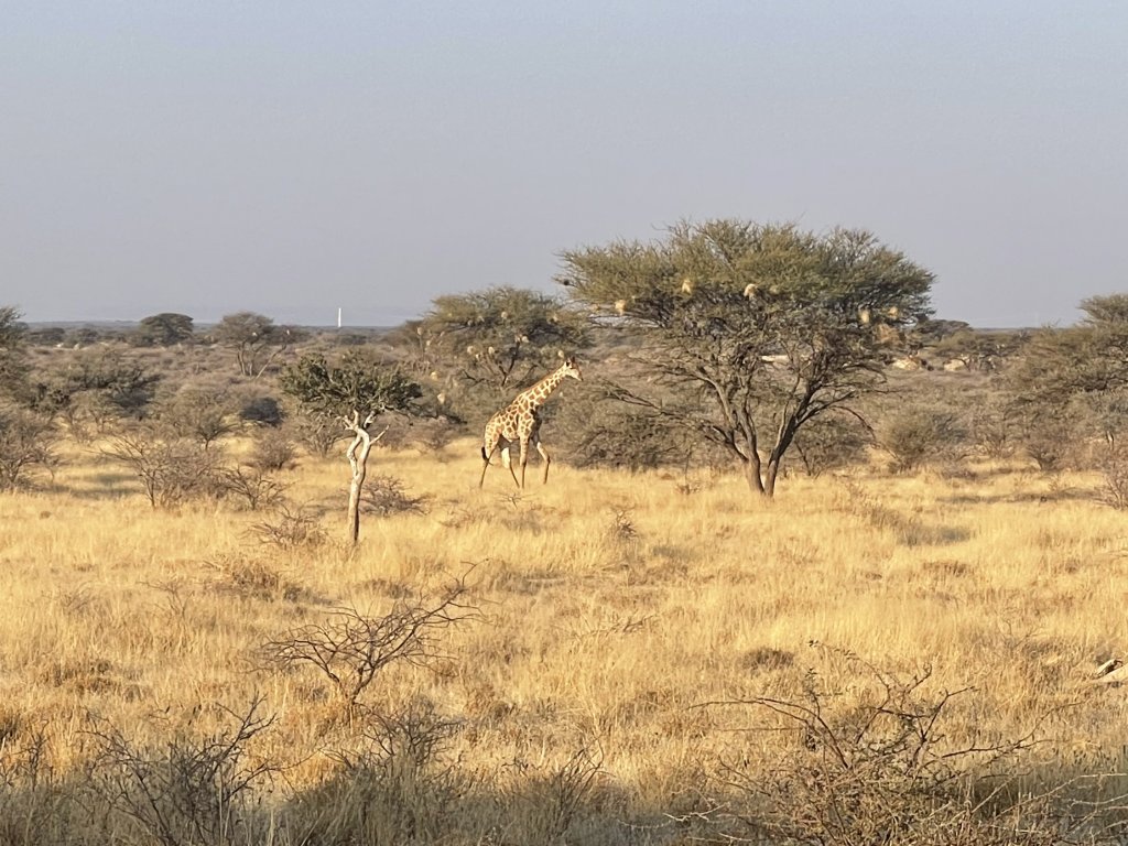 IMG_6096.jpeg