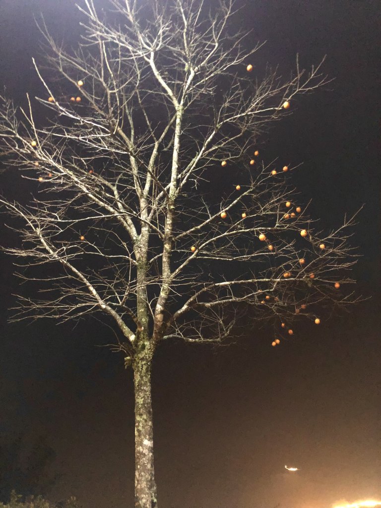 IMG_5262.jpeg