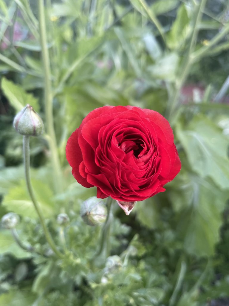 IMG_0666.jpeg