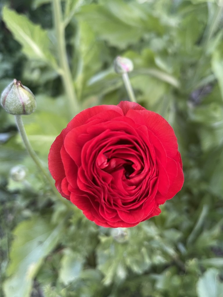 IMG_0665.jpeg