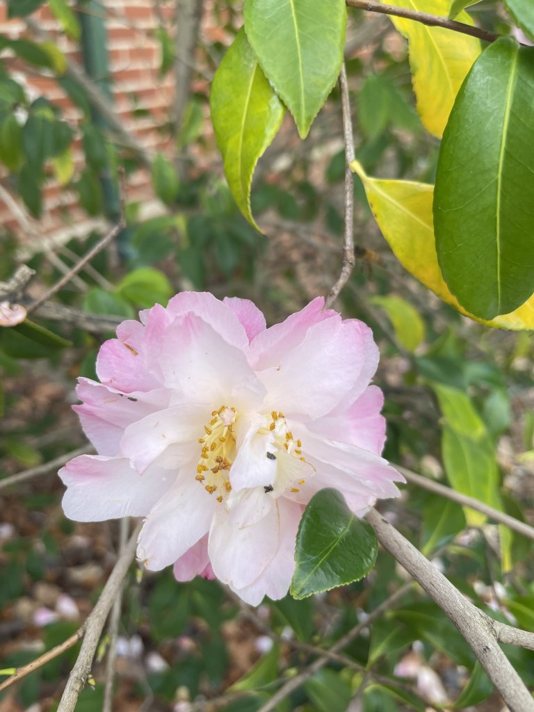 IMG_0568.jpeg